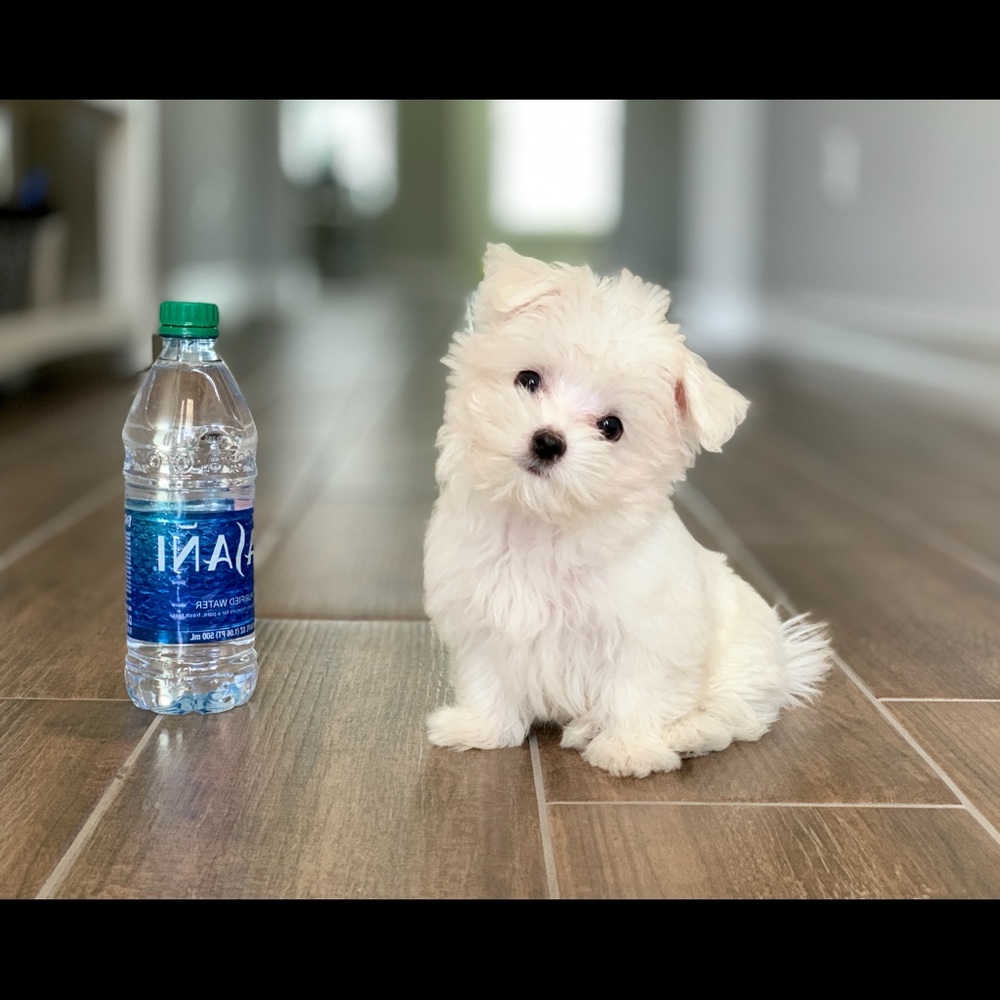 Meet your Posher, Chien